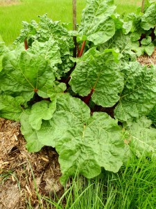 rhubarb-2267993_1920