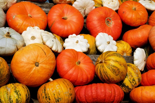 pumpkins-2714744_1920