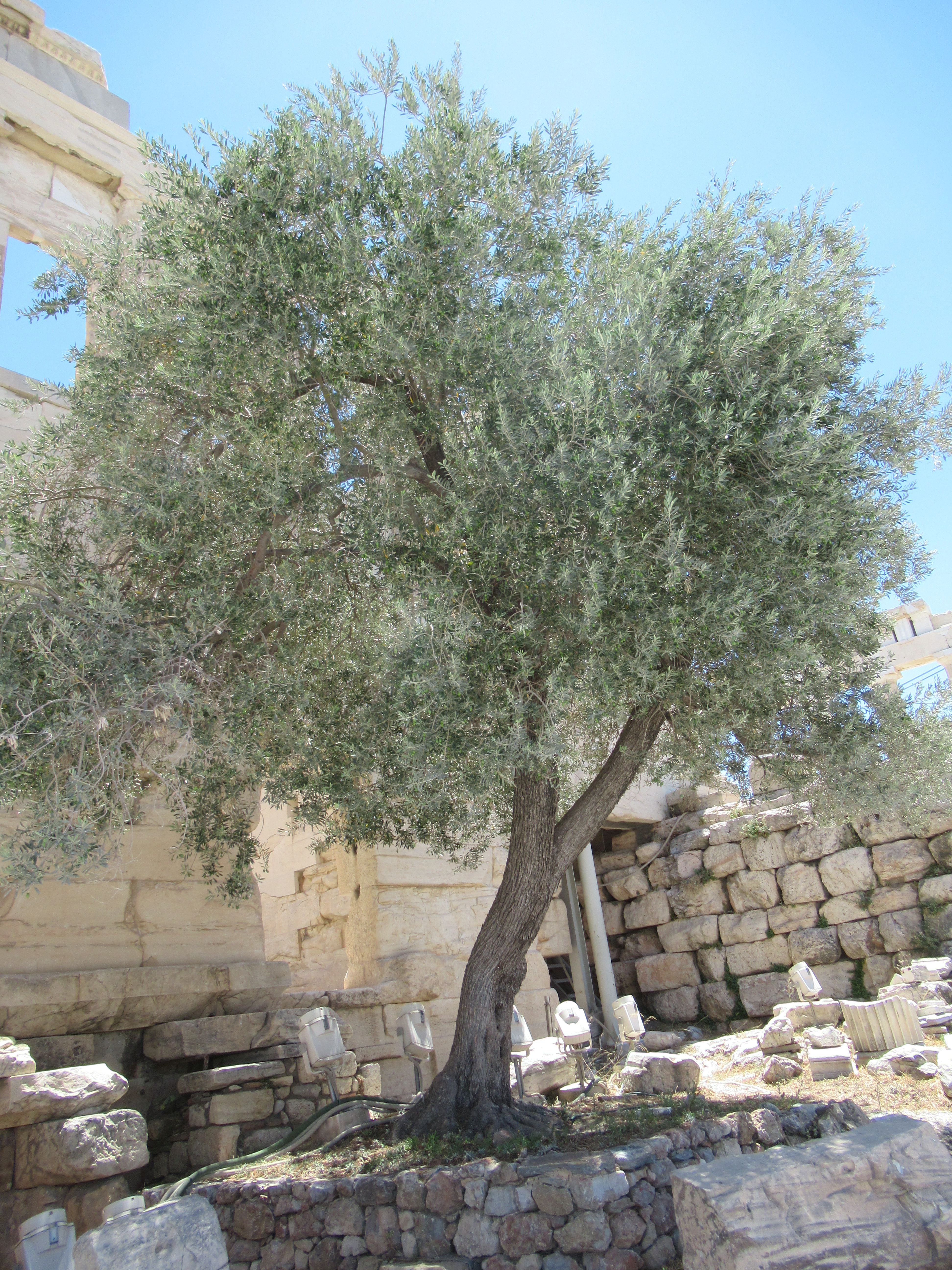Olive Tree